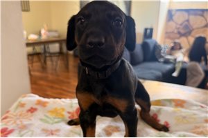Amelia - Doberman Pinscher for sale