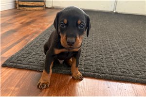 Alexander - Doberman Pinscher for sale