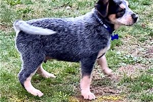 Angus - Australian Cattle Dog/Blue Heeler for sale