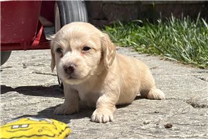 Silky - puppy for sale
