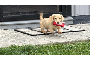 Silky - Dachshund, Mini, placed in Richmond