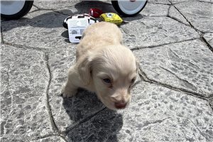 Sinclair - puppy for sale