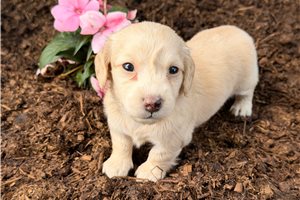 Sienne - puppy for sale