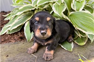 Siti - puppy for sale