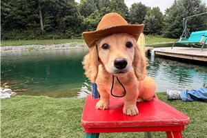 Sinclair - Dachshund, Mini for sale