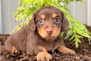 Sissy - puppy for sale