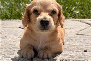 Silvana - Dachshund, Mini for sale
