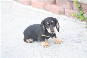 Andrew - Dachshund, Mini for sale