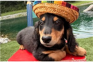 Siti - Dachshund, Mini for sale