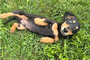 Siti - Dachshund, Mini, placed in Richmond
