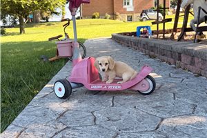 Sienne - puppy for sale