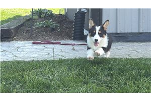 Naomi - Pembroke Welsh Corgi for sale