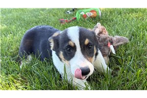 Natalie - puppy for sale