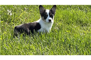 Natalie - Corgi, Pembroke Welsh for sale