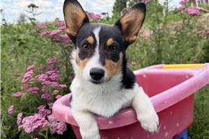 Natalie - Corgi, Pembroke Welsh for sale