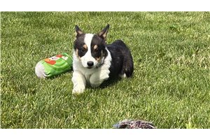 Nova - Corgi, Pembroke Welsh for sale