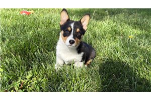 Nova - puppy for sale