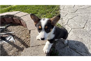 Naomi - Corgi, Pembroke Welsh for sale