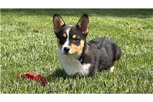 Natalie - Pembroke Welsh Corgi for sale