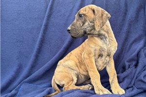 Evelyn - Great Dane for sale