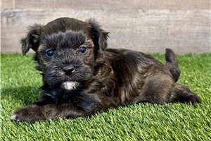 Ford - Havanese for sale