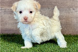 Felicia - Havanese for sale