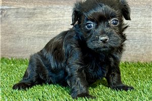 Felicity - Havanese for sale