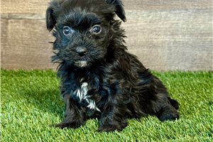 Farah - Havanese for sale