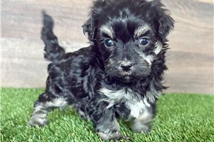 Paloma - puppy for sale