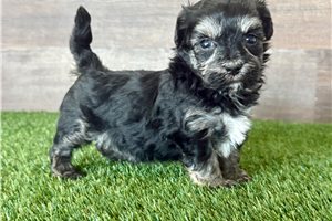 Pamela - puppy for sale
