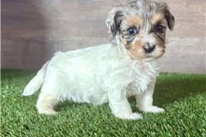Paisley - puppy for sale
