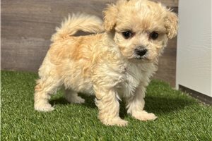 Aurora - puppy for sale