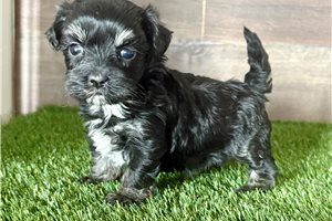 Pandora - puppy for sale