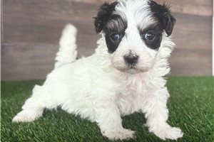 Paige - Malti Poo - Maltipoo for sale