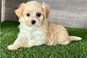 Abigail - puppy for sale