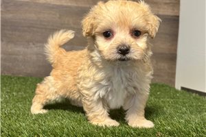 Avery - Malti Poo - Maltipoo for sale