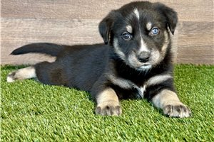 Akira - Mixed/Other for sale