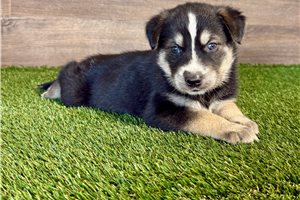 Alaya - Mixed/Other for sale