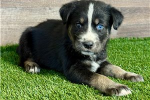 Amigo - Mixed/Other for sale