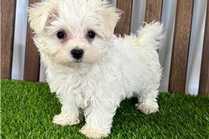 Ricky - puppy for sale