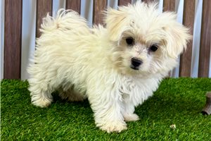 Rhett - puppy for sale