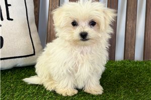 Reece - Mixed/Other for sale