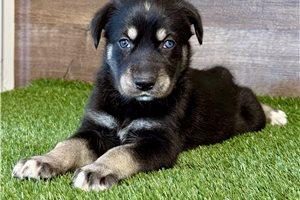 Amir - Mixed/Other for sale