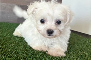 Ruger - Mixed/Other for sale