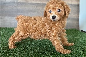 Noelle - puppy for sale