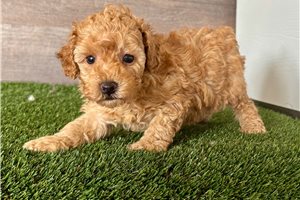 Nash - puppy for sale