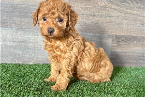 Nelson - Poodle, Miniature for sale