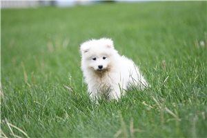Marie - Samoyed for sale