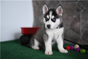Max - Siberian Husky for sale