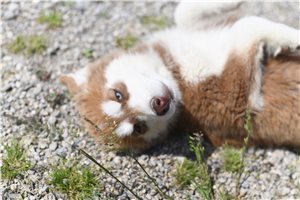Juno - Siberian Husky for sale